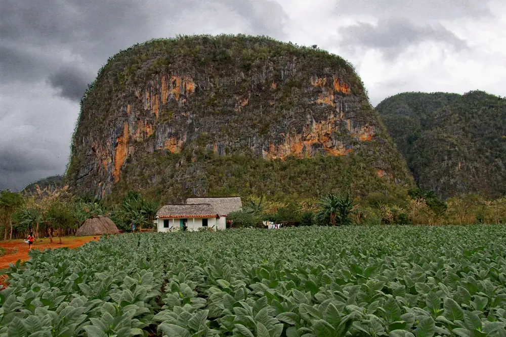 The Viñales Valley in Cuba: limestone mogotes rising over tobacco fields